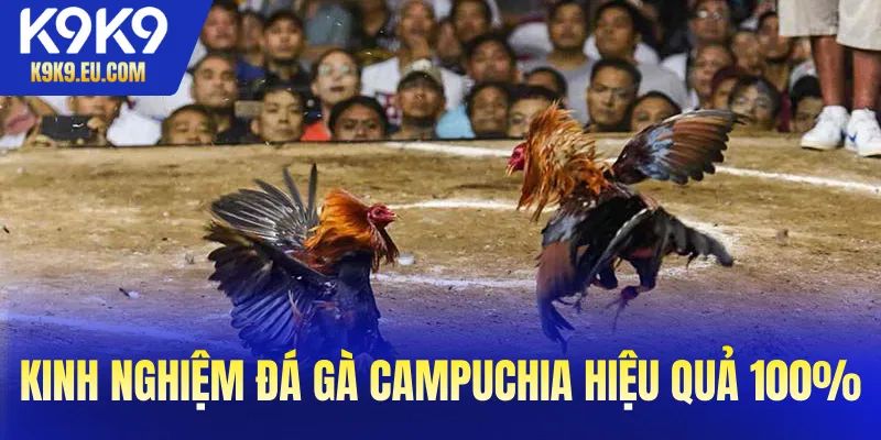 Đá gà Campuchia đá gà Campuchia