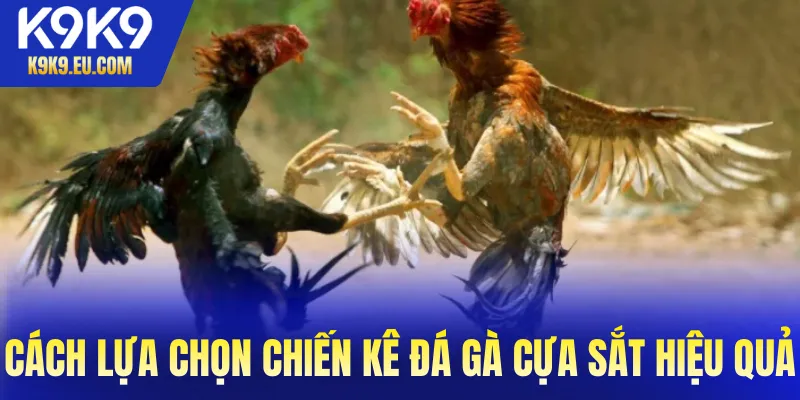đá gà cựa sắt đá gà cựa sắt