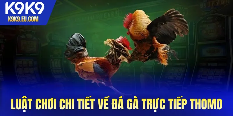 Đá gà trực tiếp Thomo Đá gà trực tiếp Thomo