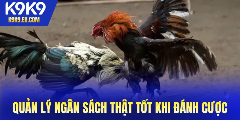 Đá gà trực tiếp Thomo Đá gà trực tiếp Thomo